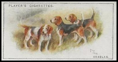 1 Beagles